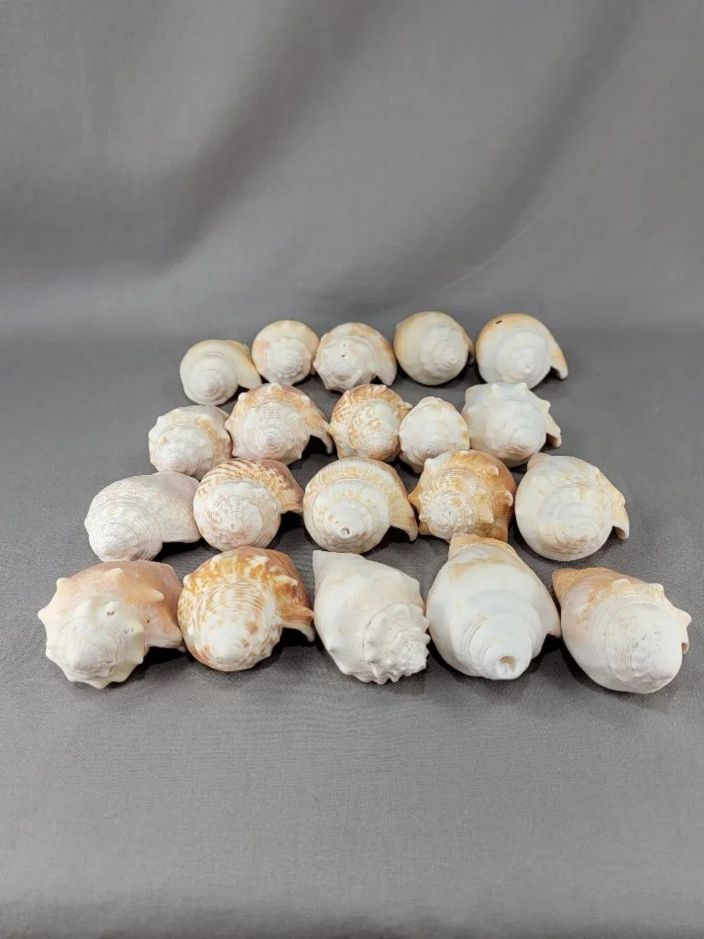 Conch Shell Seashell Lot of 20 Nautical Beach Ocean Decor Crafts